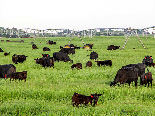 The ranch includes 44 center pivots on 5,640 acres, a 2,500-head open-air feedlot, and enough ranchland to run 2,300 cow/calf pairs. (Photo courtesy of Hall and Hall)